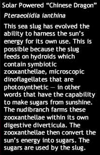 solar powered nudibranch