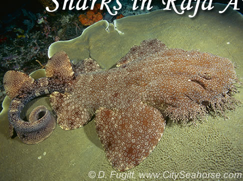 Wobbegong shark eating a shark