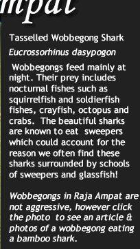 Tasselled Wobbegong Shark