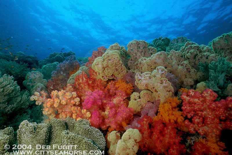 Shades of Red - Misool's Soft Corals