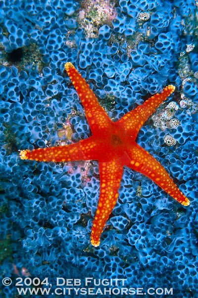 Starfish & Blue Tunicates