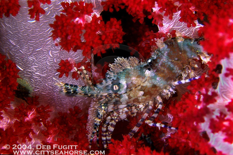 Saron Shrimp, Red Soft Corals