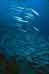 Raja Ampat Underwater photography -  Barracuda & Surgeonfish