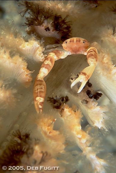 Crab on Sea Pen