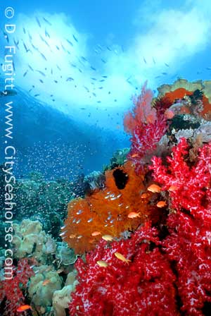 Raja Ampat beautiful coral diversity