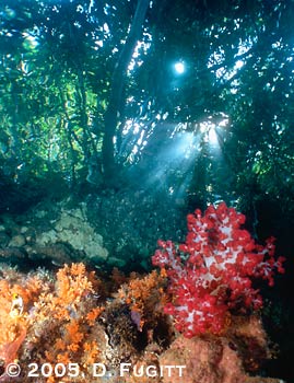 Raja Ampat Reef and Rainforest