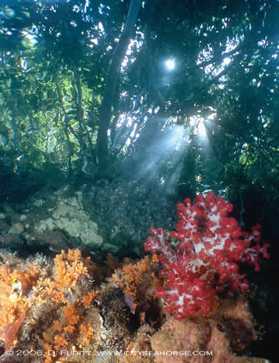 Raja Ampat Reef n Rainforest Diving Underwater Photography