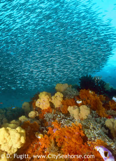 South Raja Ampat Diving with Silversides and Soft Corals
