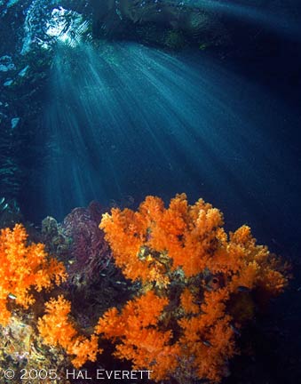 underwater photography contest winners