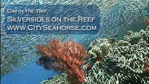 Day in the Trip - Silversides, Indonesia Underwater Video, Raja Ampat