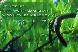 raja ampat underwater videos - Day in the Trip - Mangroves