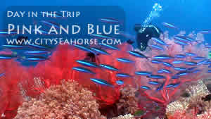 Day in the Trip - Pink and Blue, Raja Ampat Corals and Schooling Fish
